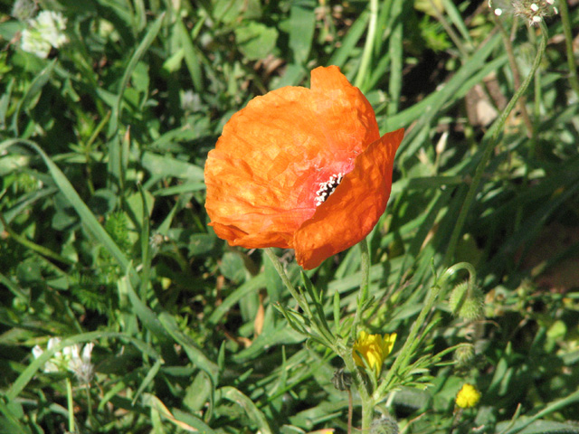 papaver  Apulum?